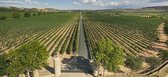 Barón de Ley